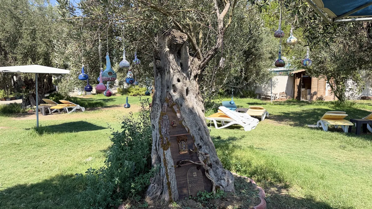 Zeytin ağaçlarının altındaki Safir bahçesi