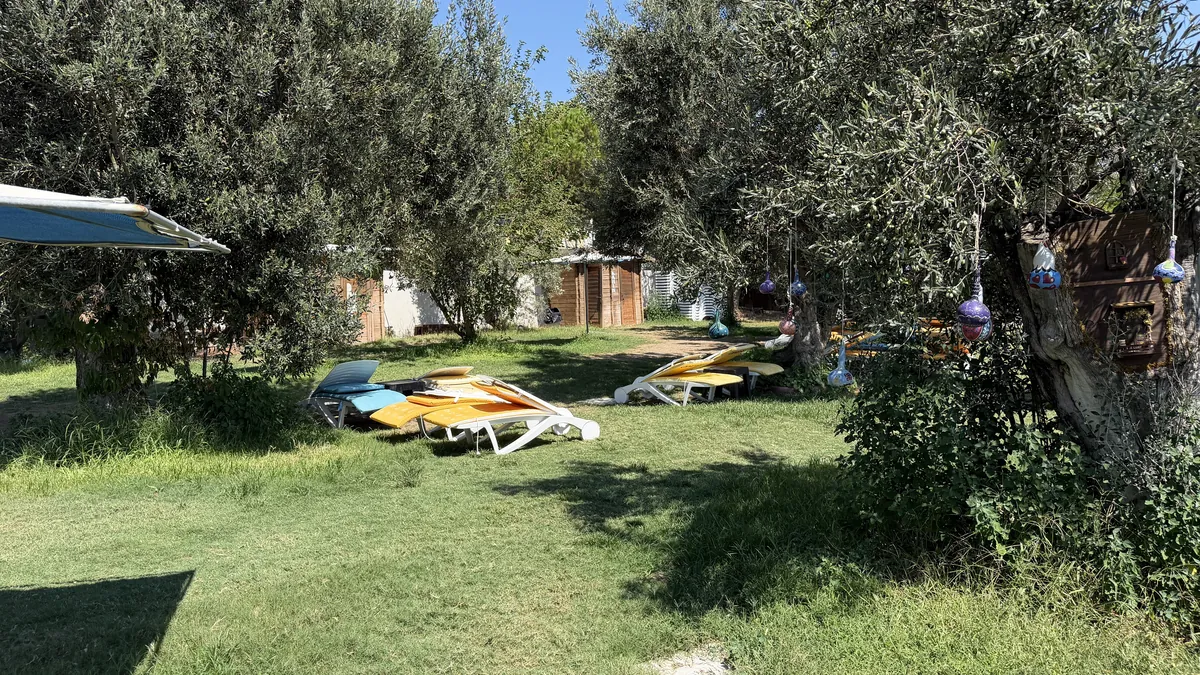 Zeytin ağaçları ve şezlonglarla çevrili bahçe
